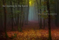 An Opening in the Forest