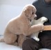 Dogs love guitar! We do love dogs!