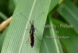 Butterfly - Prelude by Per-Olov Kindgren